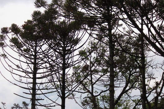 Araucárias embelezam a vista do futuro empreendimento. No projeto de infraestrutura do condomínio, serão preservados 70% de área verde da mata atlântica nativa do terreno.