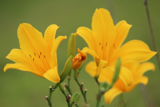 A fauna e flora do terreno são compostos por um bioma característico de Mata Atlântica.
